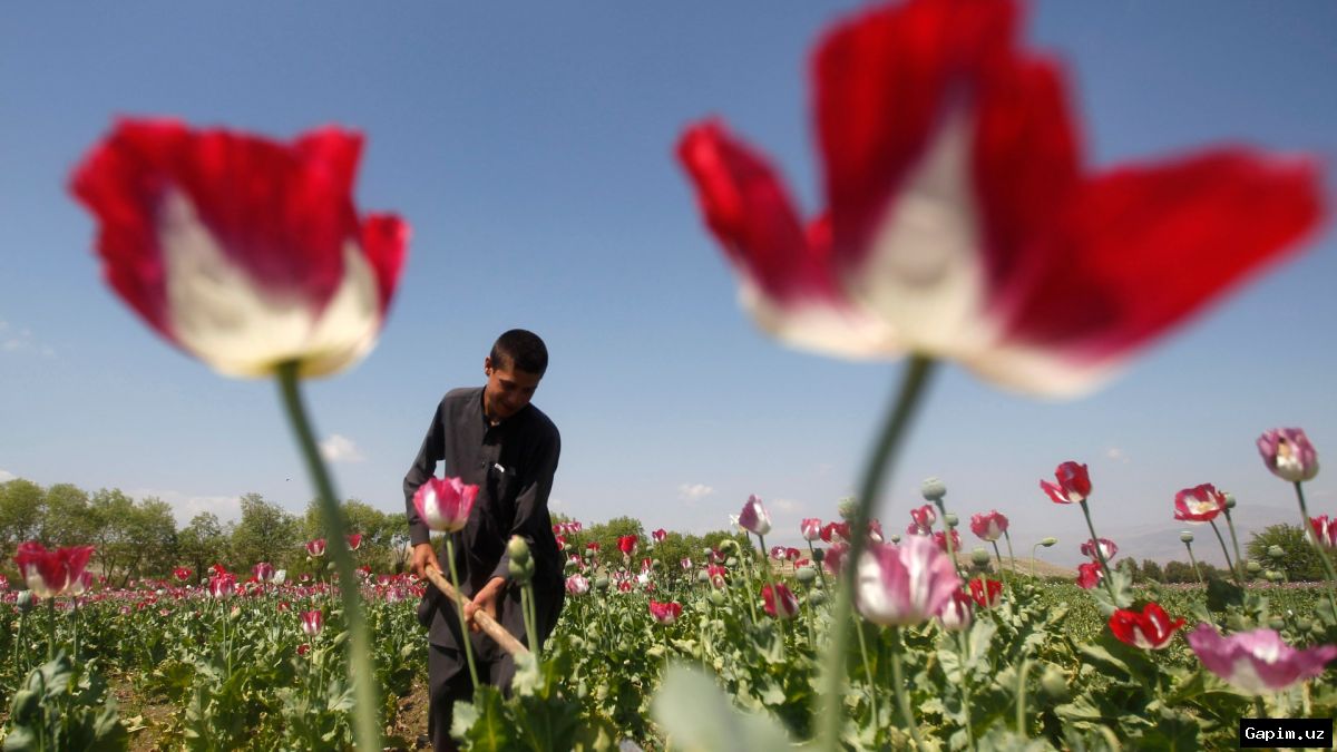 🌿🚔 В Ташкенте ликвидирована крупная плантация опиумного мака