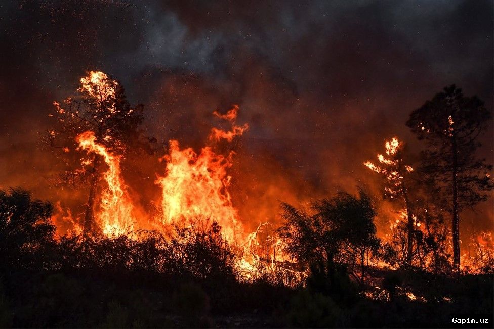 🔥🌍 Tunisia wildfires and power cuts: Communities struggle as heatwave takes toll