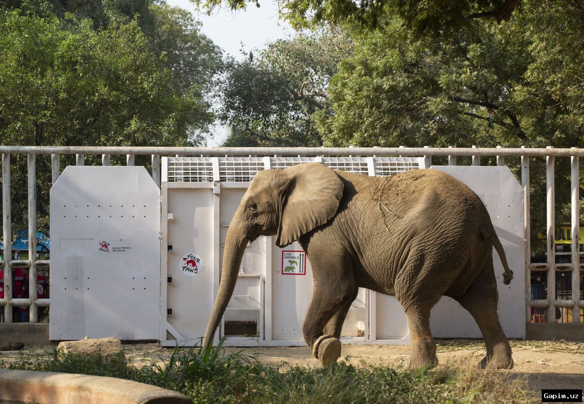 🐘💔 Pokistonda fil qismati: Hayvonot bog'laridagi ayanchli ahvol va faollarning kurashi