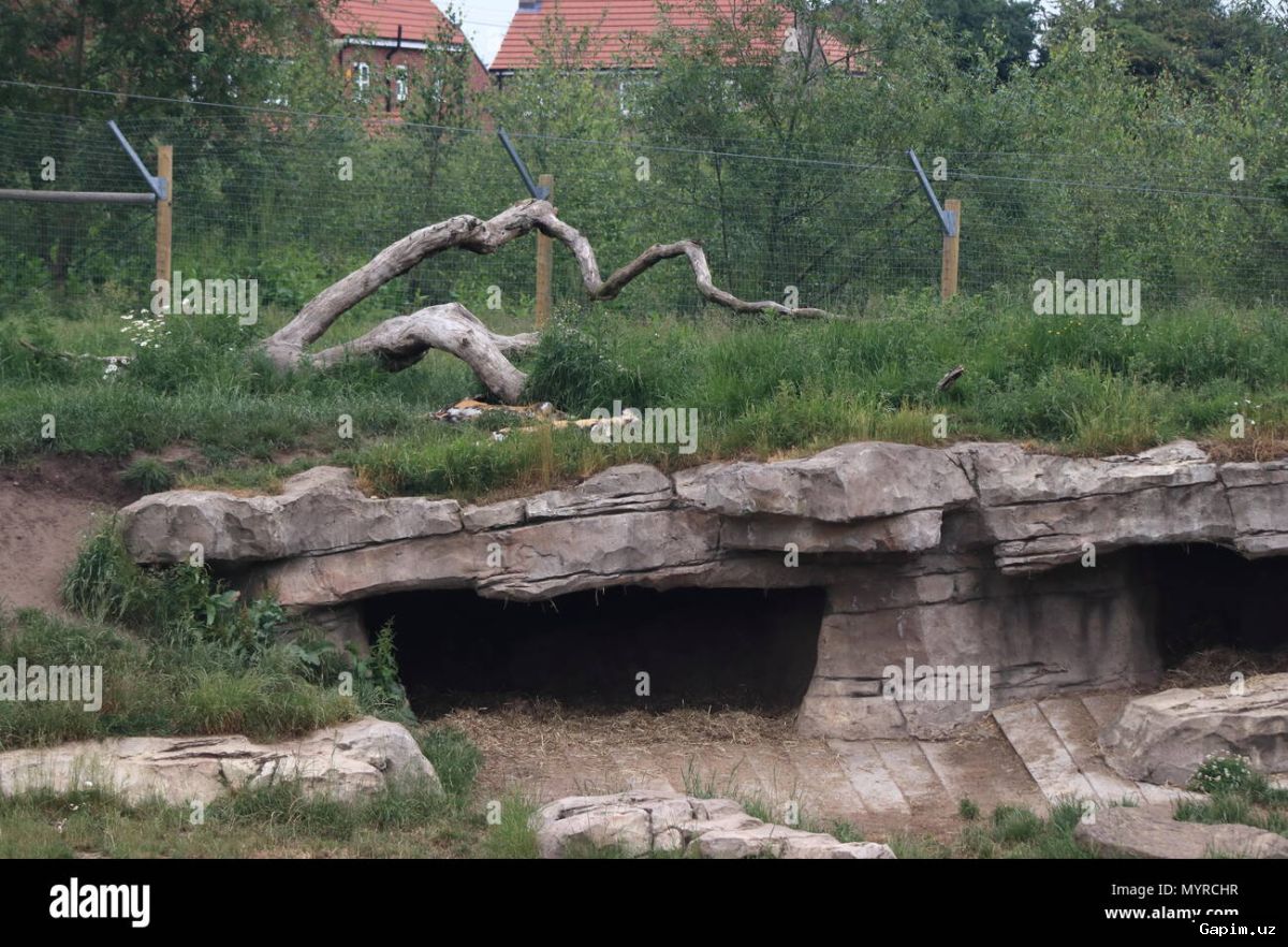 🐅⚠️ Man Dead After Entering Tiger Enclosure at English Wildlife Park