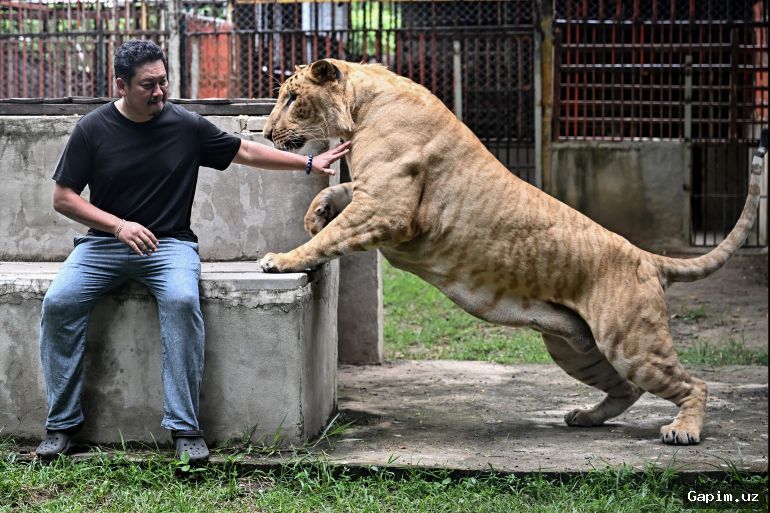 🦁😡 Tashkent Zoo visitors attempt to provoke white lions