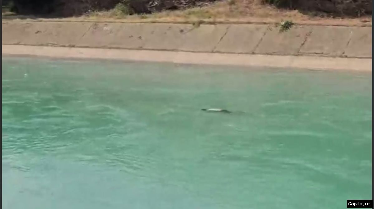 🚨🆘 Rescue in Chirchiq: Man swept away by canal current saved by emergency services