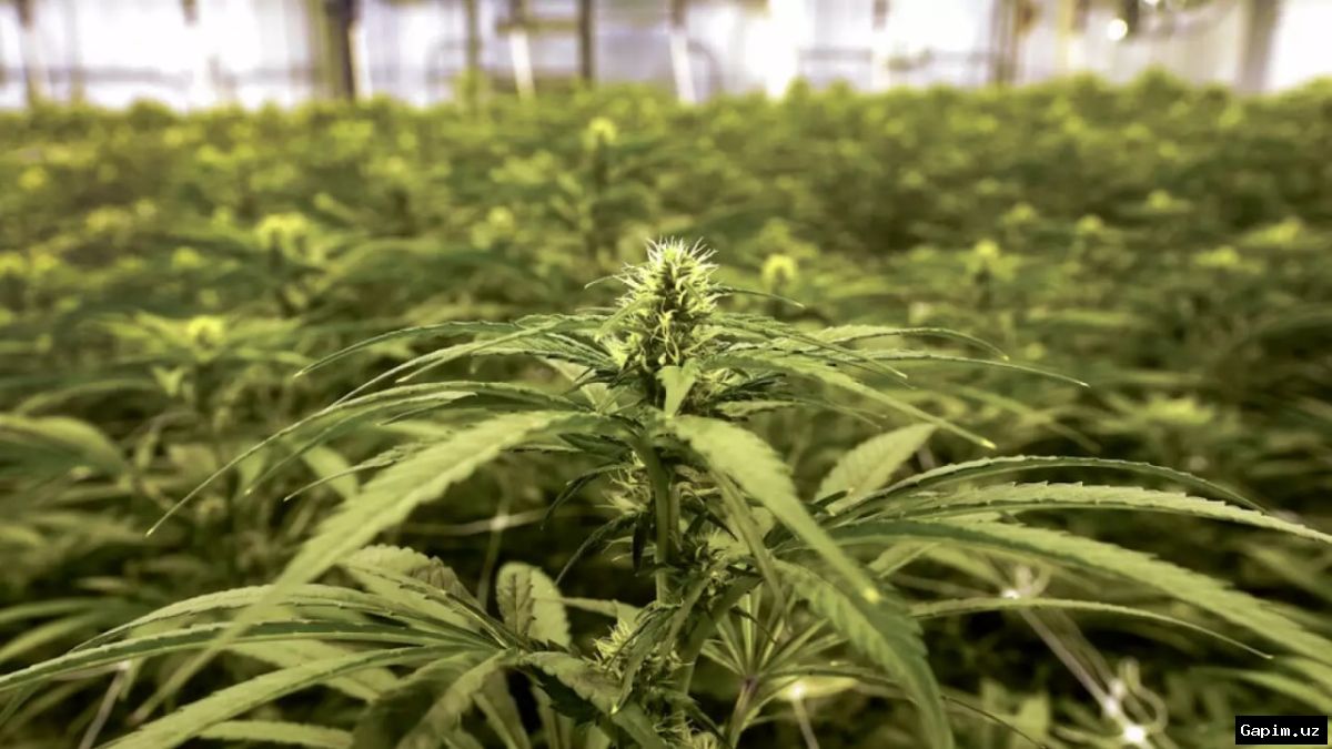 🌿🚔 Uzbek Man Arrested for Growing 714 Cannabis Plants in Greenhouse