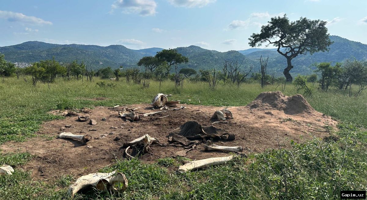 🐘🌿 Janubiy Afrikada oʻtkazilgan tadqiqot fil qoldiqlari ekotizimga uzoq muddat taʼsir qilishini koʻrsatdi