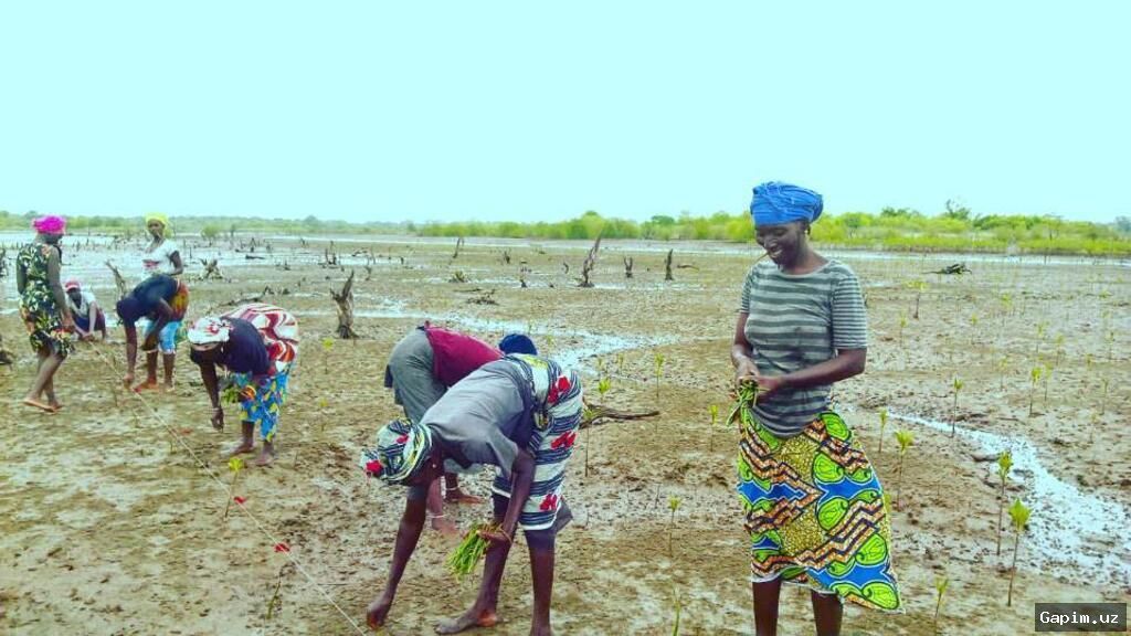 🌍🌱 Gambiyada ayollar mangrov o'rmonlarini qayta tiklab, qirg'oqlarni himoya qilmoqda