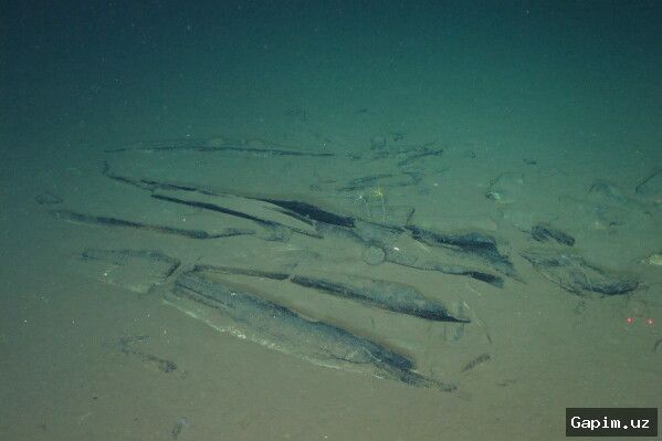 🐋🌊 Massive whale graveyard discovered in Indian Ocean