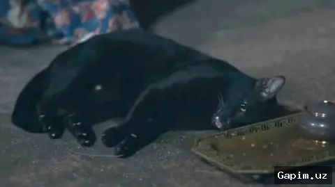 🐈⚠️ Toshkentda shafqatsizlarcha kaltaklangan mushukcha: huquq-tartibot idoralari e'tiborni talab qiluvchi navbatdagi holat