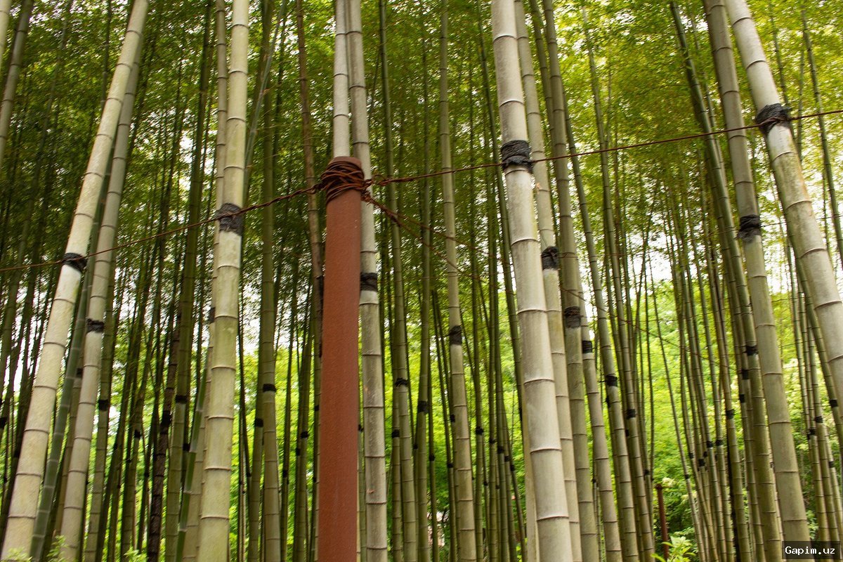 🌳🏛️ O‘zbekistonda 2 ta botanika va 16 ta dendrologiya bog‘i tashkil etiladi