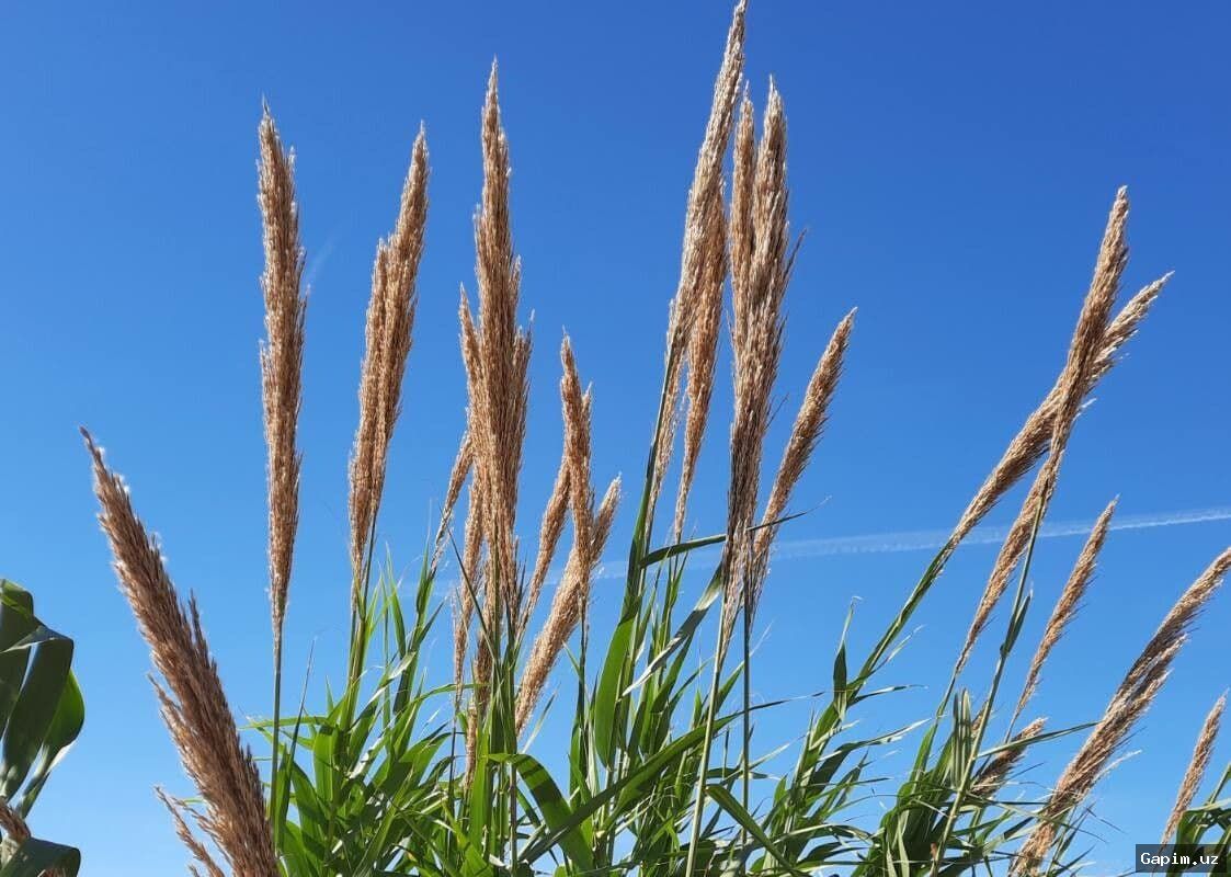 🌱🌿 Uzbekistan Launches Experiment to Cultivate Arundo donax from Root Shoots