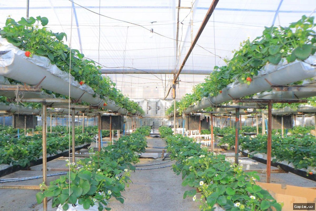 🌱🏗️ В Ташкентской области начался демонтаж теплиц и их перенос