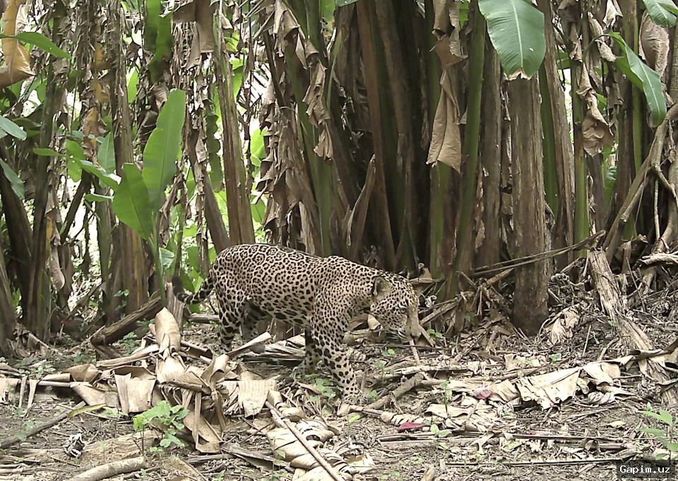 🐆📸 Oʻn yilda bir marta: Gvatemala va Gonduras chegarasida noyob yaguar fototuzoqqa tushdi