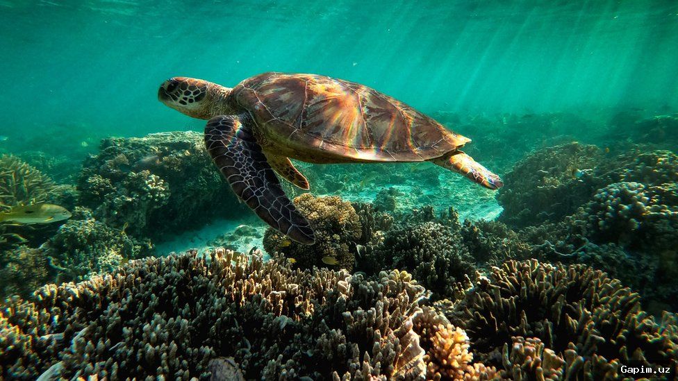 🌊🏝️ ЮНЕСКО признала усилия Австралии по спасению Большого Барьерного рифа, но выразила обеспокоенность