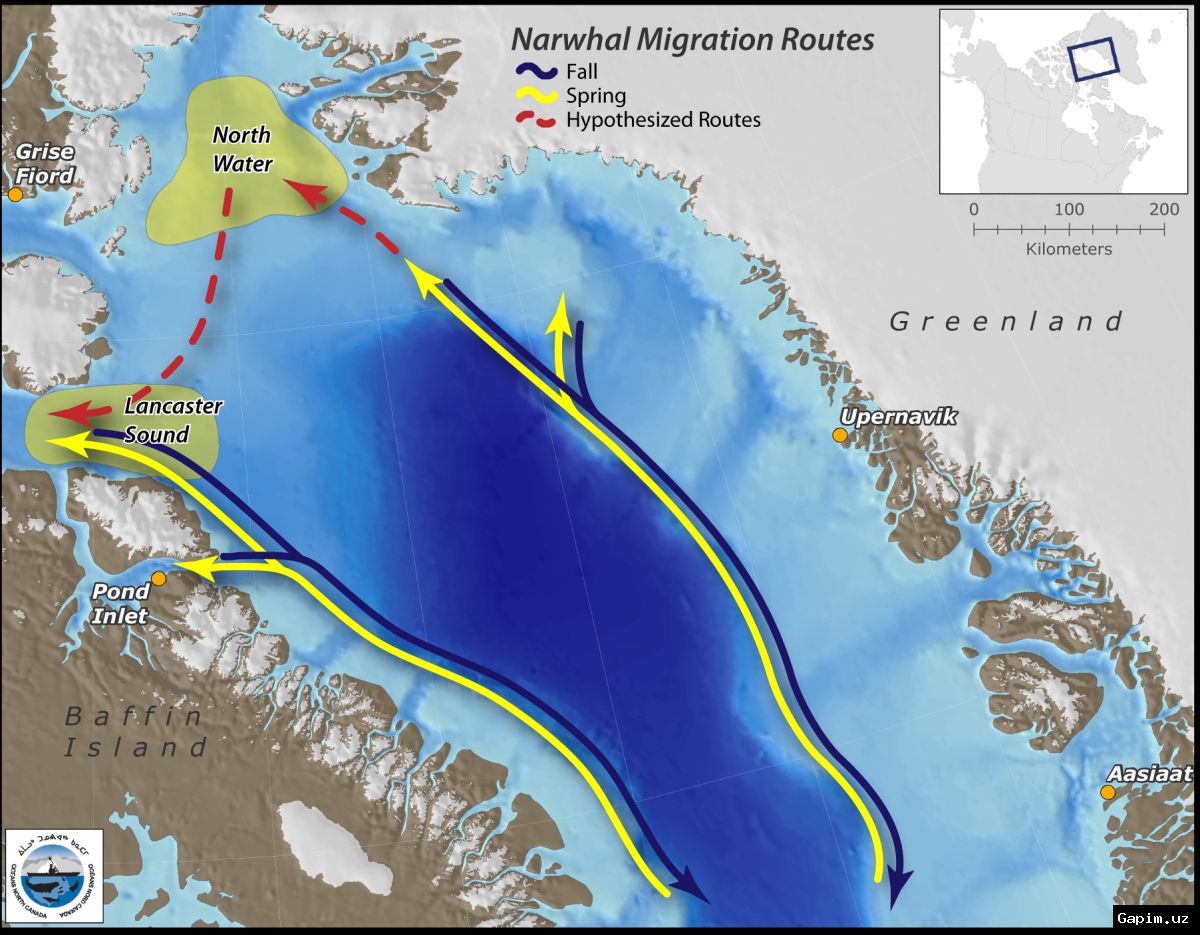 🐋❄️ Шумовое загрязнение в Арктике вытесняет нарвалов из Канады