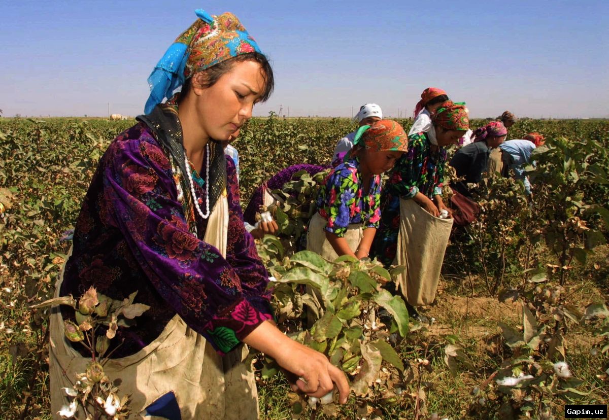 🌾📈 Uzbekistan Boosts Cotton Harvest, but Agricultural Challenges Persist