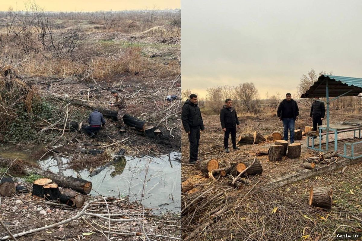 🌳🔍 В Ташкенте подвели итоги проверки после сообщений о массовой вырубке деревьев: 45 деревьев спилены незаконно