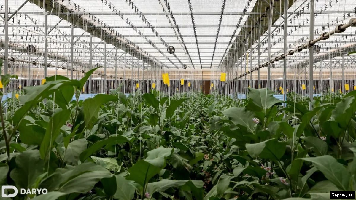 🌿🌡️ В столичном регионе вводятся новые экологические требования для теплиц, а уязвимым семьям обещают материальную помощь