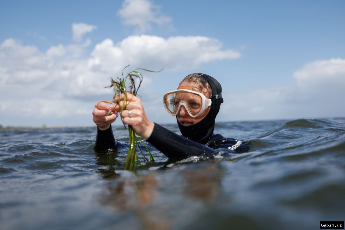 🌿🌊 Restoring Baltic Seagrass: European Scientists Combat Ecosystem Decline Amid Mounting Pressures