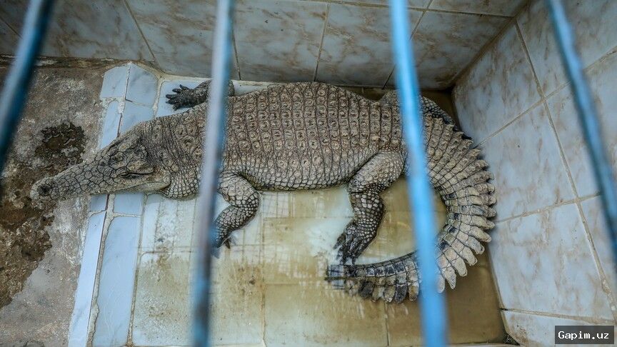 🐊🔒 Isroil timsohlarni qamoqxona qo‘riqlash uchun ishlatmoqchi