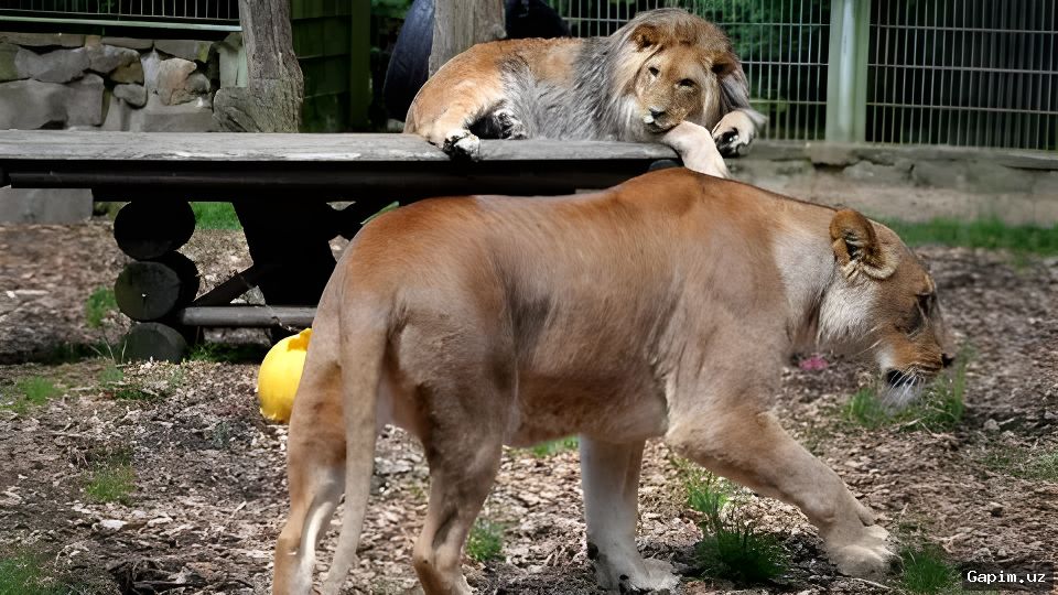 🐅🔫 Сбежавший тигр застрелен полицией под Лейпцигом
