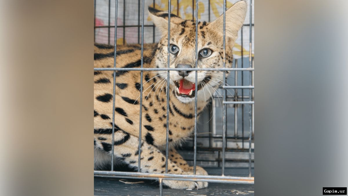🐆🏠 Пожарные в Луизиане обнаружили незаконно содержащегося африканского сервала при тушении пожара
