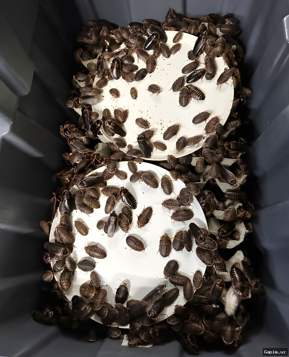 🪳🚫 Australia seizes over 100,000 illegal cockroaches in record bust