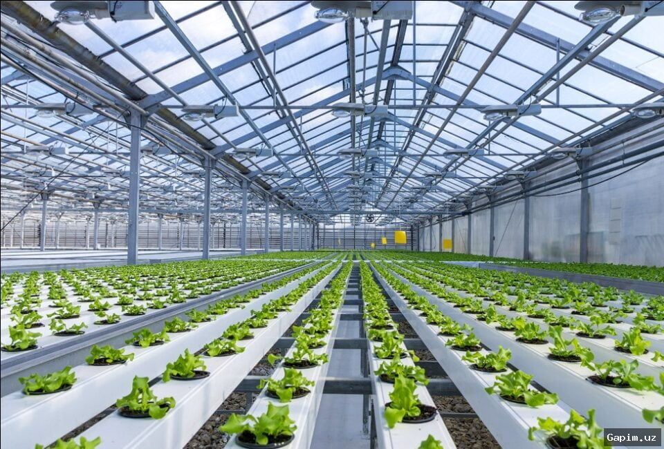 🌱💰 В Узбекистане вводятся субсидии на электроэнергию для энергоэффективных теплиц