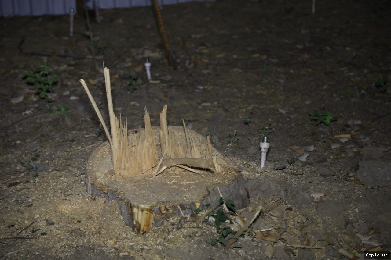 🌳🚫 В Ташкенте остановлены незаконное строительство и вырубка деревьев