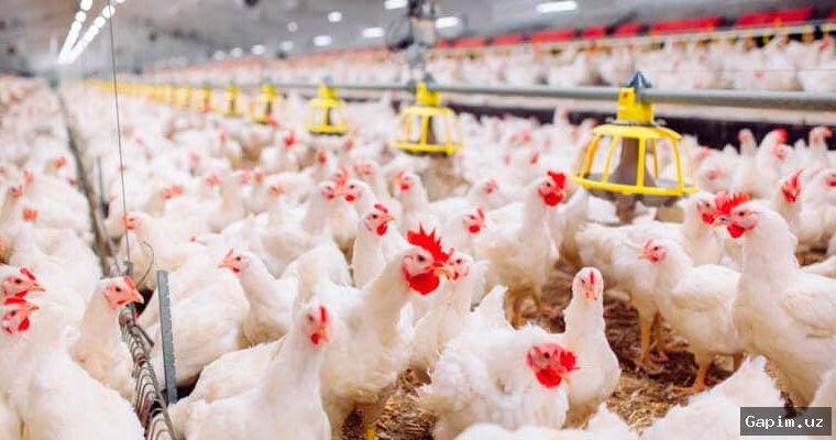 🐔💰 В Узбекистане введены новые льготные кредиты для поддержки птицеводства