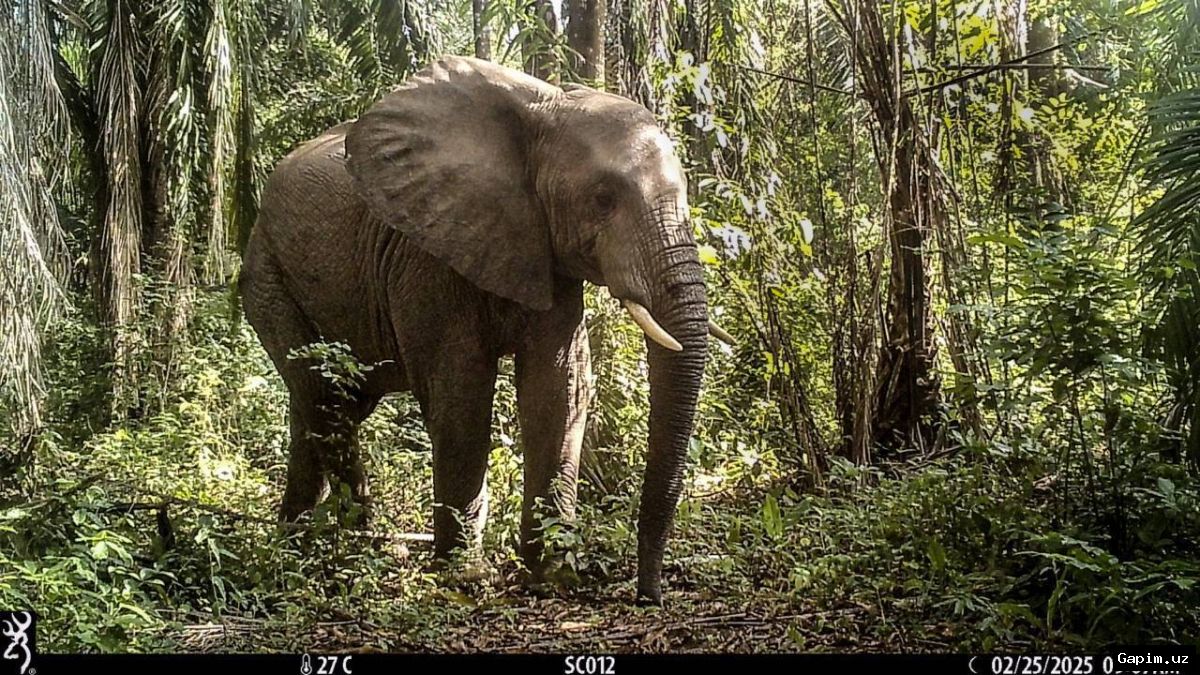 🐘🌿 В Танзании официально защитили уникальный миграционный коридор для слонов в горных районах
