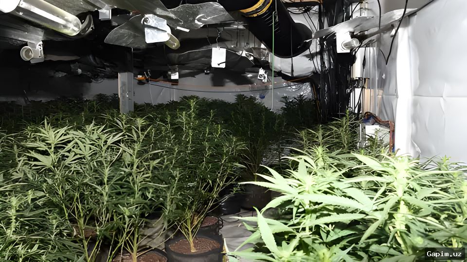 🌿🚔 63 Wild Cannabis Plants Destroyed in Jizzakh Region