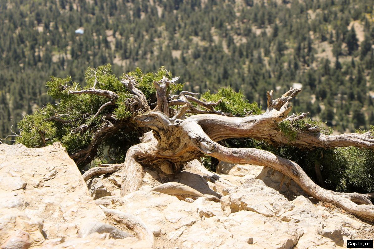 🌲⚖️ Investigation Launched in Uzbekistan After 11 Century-Old Junipers Uprooted