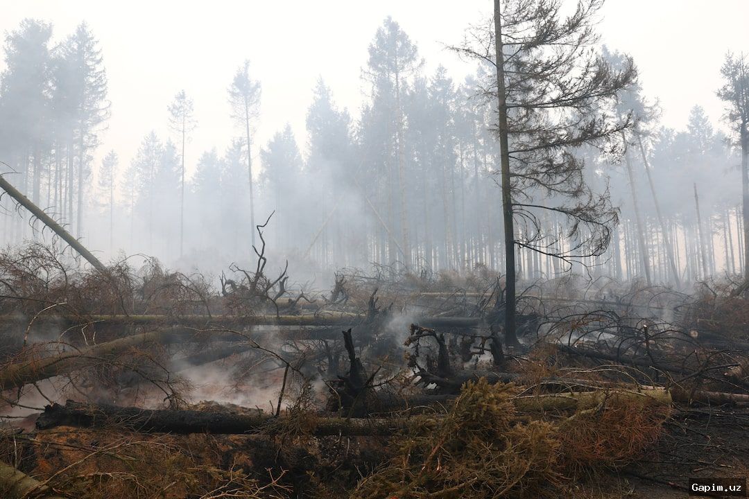 🔥🌲 Belgiyada rekord darajadagi yong‘in: tabiat qo‘riqxonasi yonmoqda