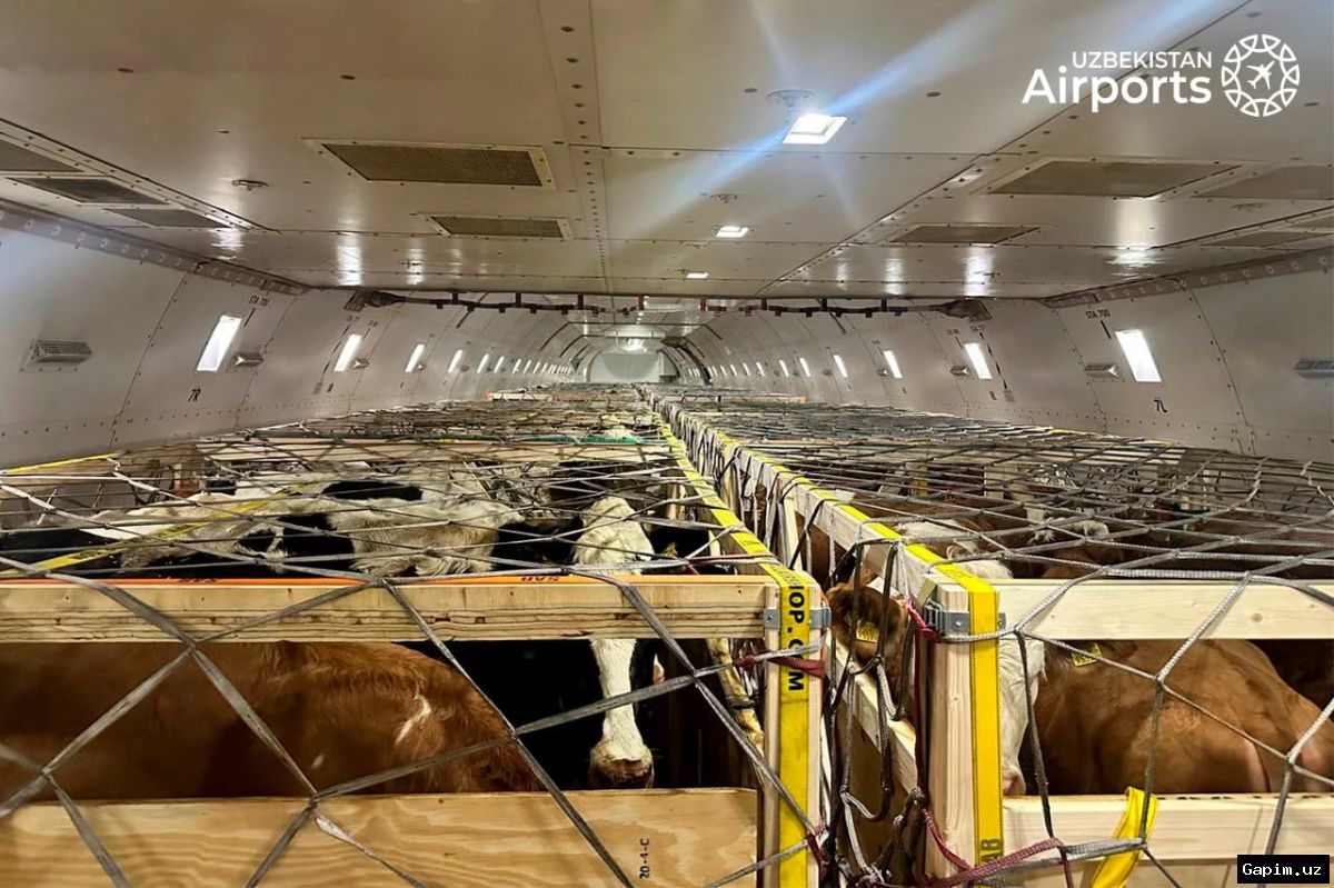 ✈️🐄 Андижанский аэропорт впервые принял тяжелый грузовой Boeing 747-400F