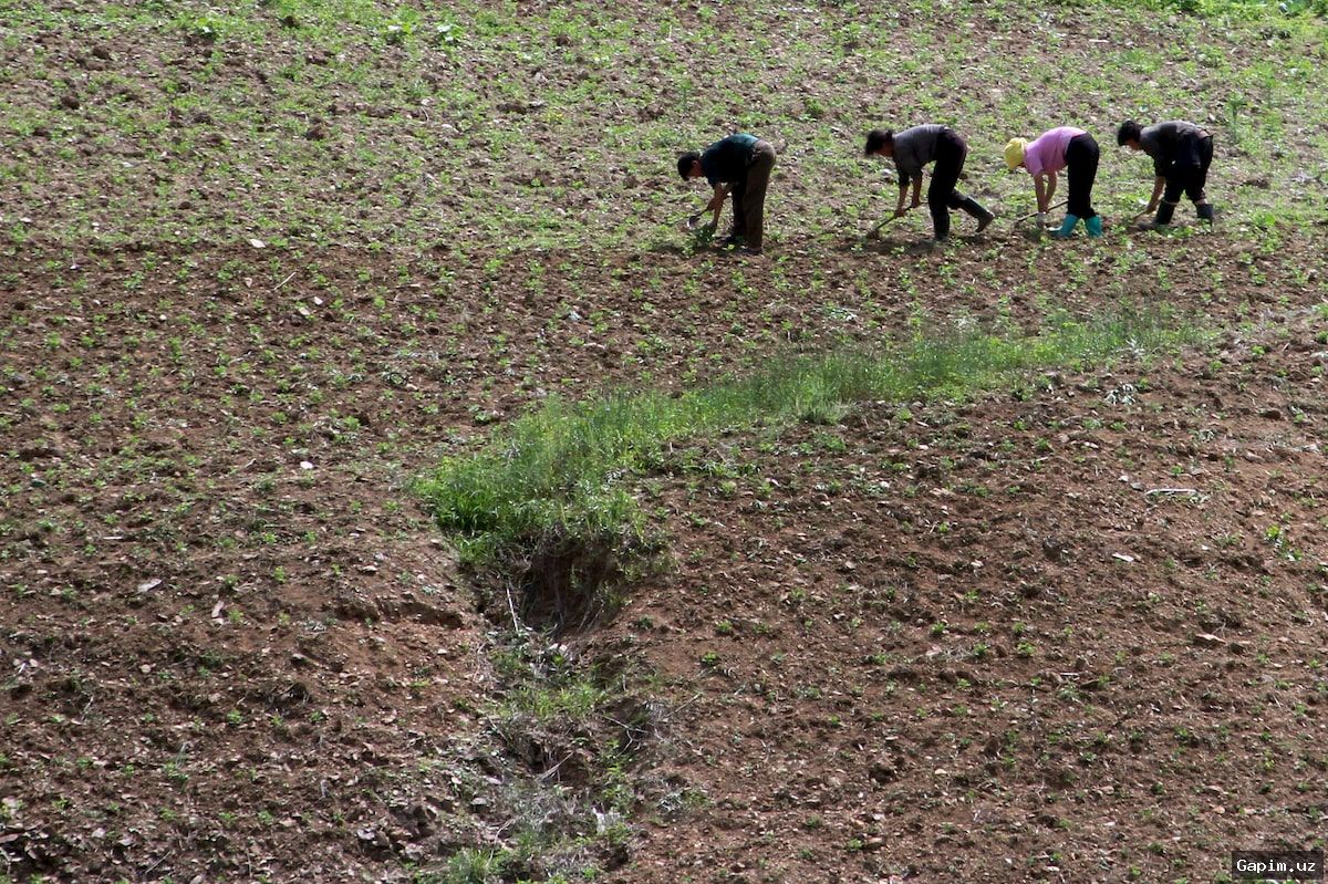 🌾💧 Небывалая засуха в Северной Корее: борьба за урожай