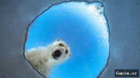 📸🌍 Norwegian Photographer Claims Top Prize at Environmental Photography Awards