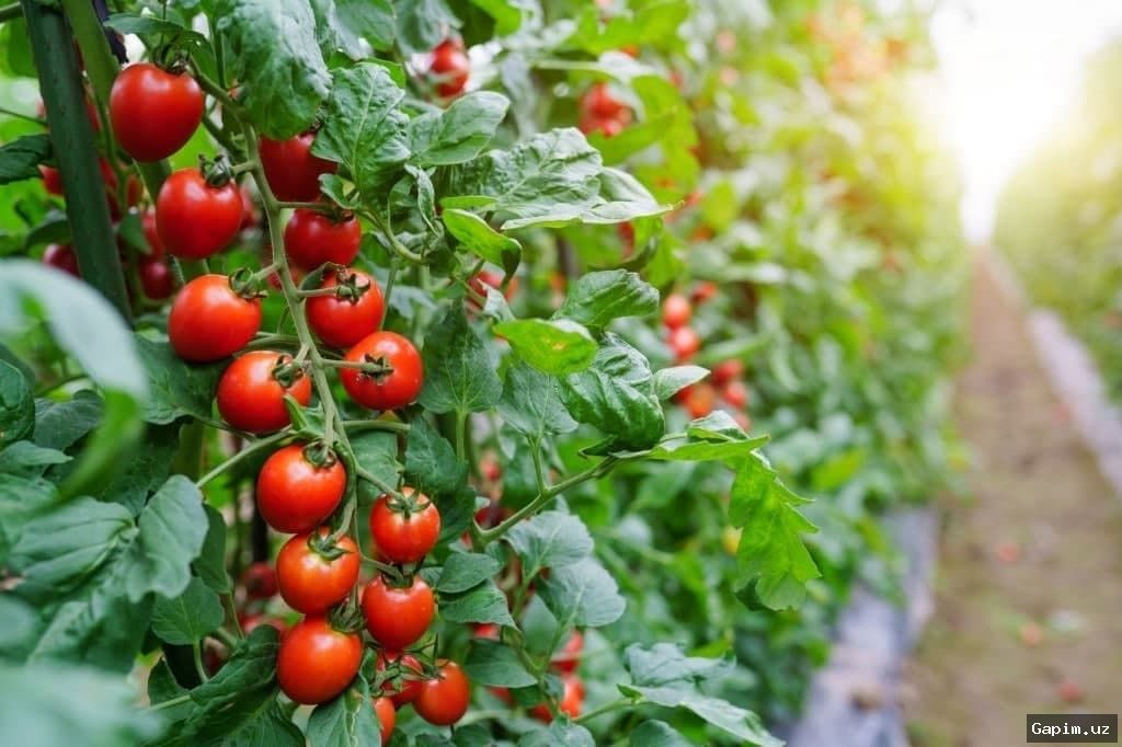 🍅🚫 Rossiyada O‘zbekistondan kelgan 20 tonna pomidorda xavfli virus topildi