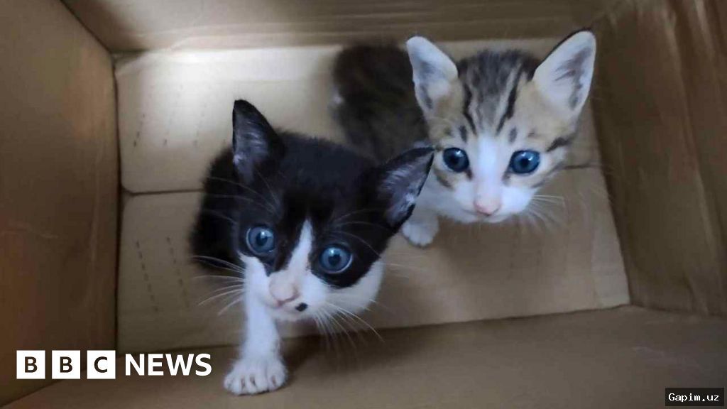 🐱⚖️ В Ташкенте оштрафован отец ребенка, жестоко обращавшегося с котенком