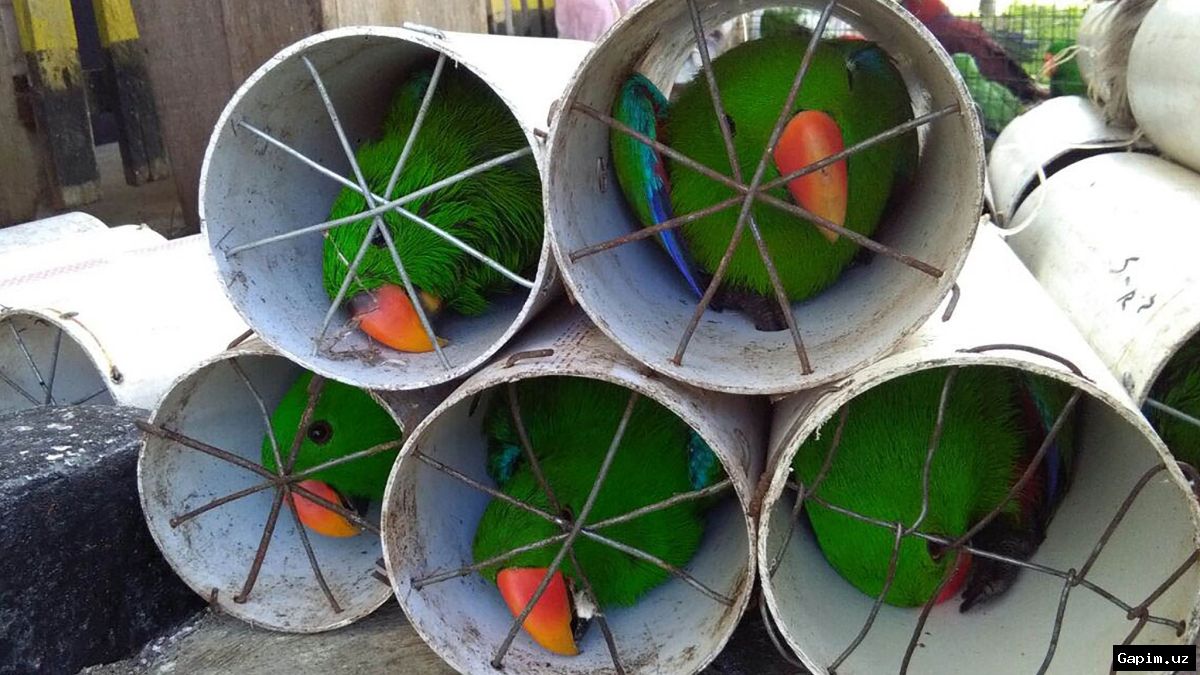 🚨🦜 Microbus with Illegally Transported Rare Birds Seized in Samara