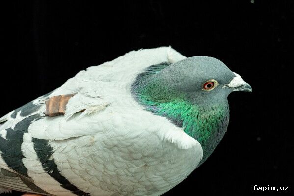 🐦🧭 Pigeons' magnetic navigation secret may lie in their livers, German study finds