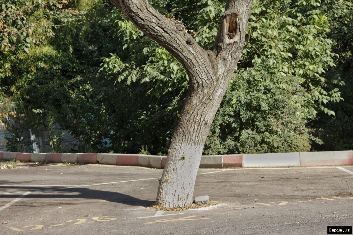🌳🌿 В Ташкенте продолжаются масштабные мероприятия по уходу за зелеными насаждениями