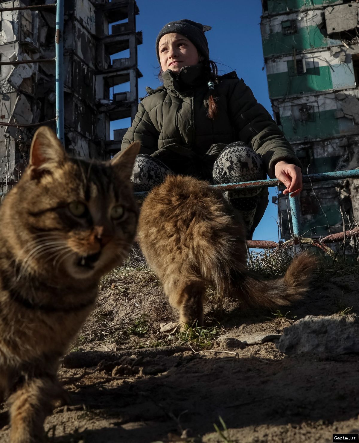 🐱🏠 Конфликт вокруг уличных кошек в Узбекистане: проект «Мушуккент» под угрозой, волонтеров штрафуют
