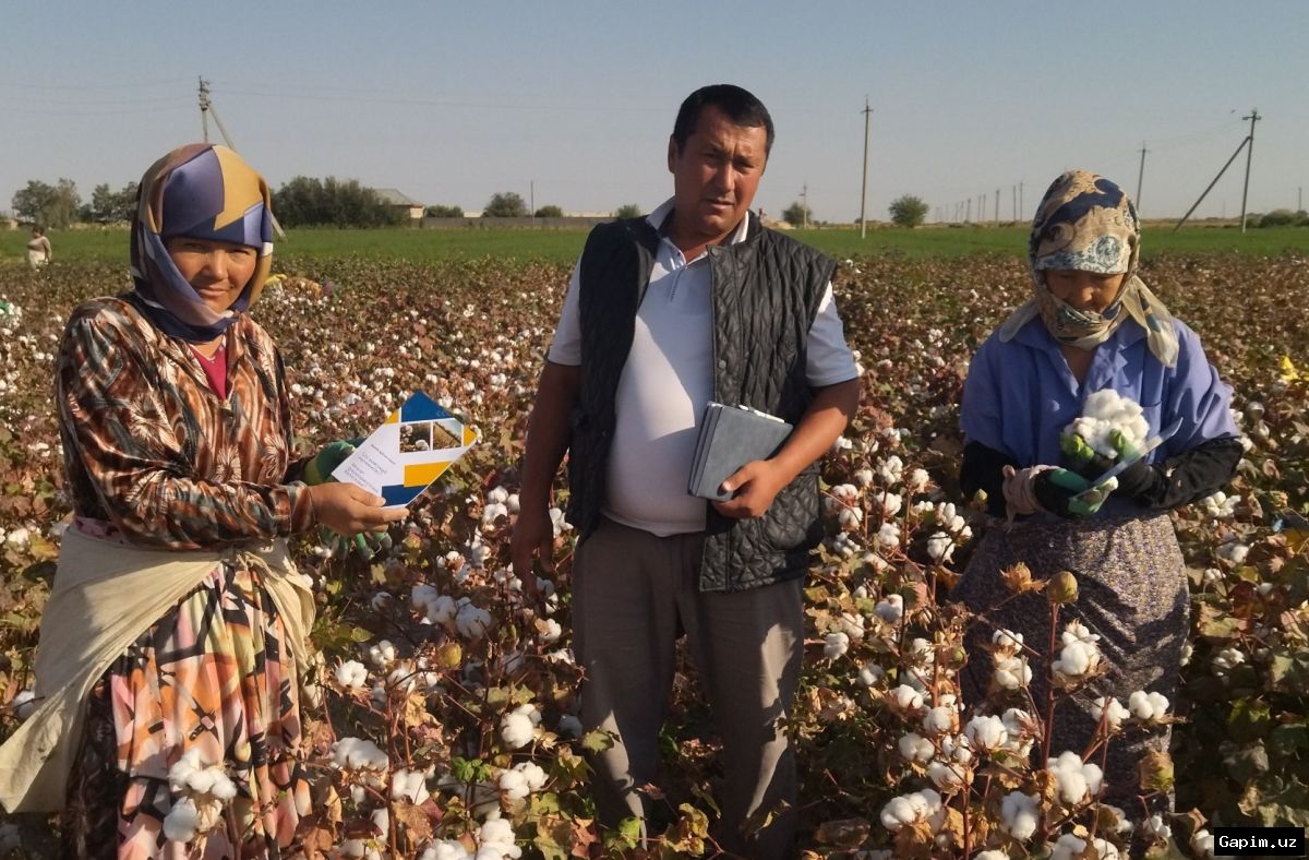 🌾📈 Uzbekistan's Cotton Harvest Hits Record High in 2024, but Agricultural Challenges Persist