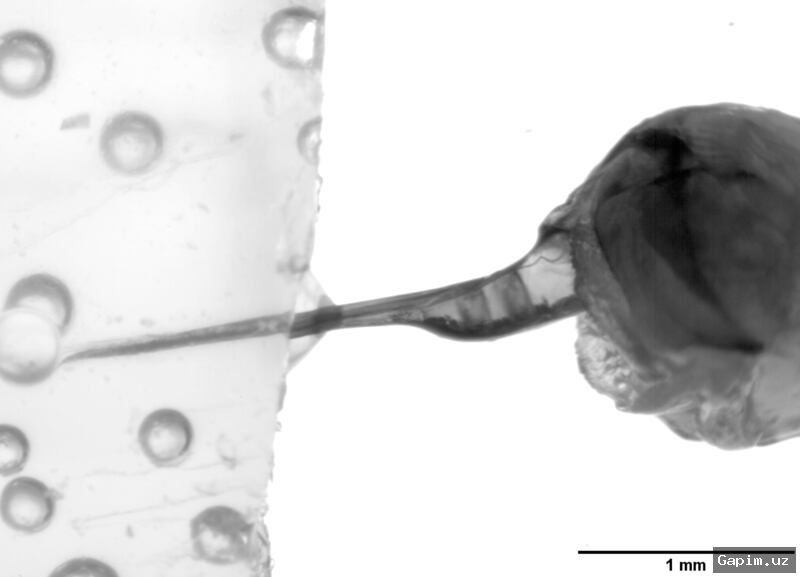 🐝🔬 Загадочный механизм пчелиного жала: ученые раскрыли секрет впрыскивания яда
