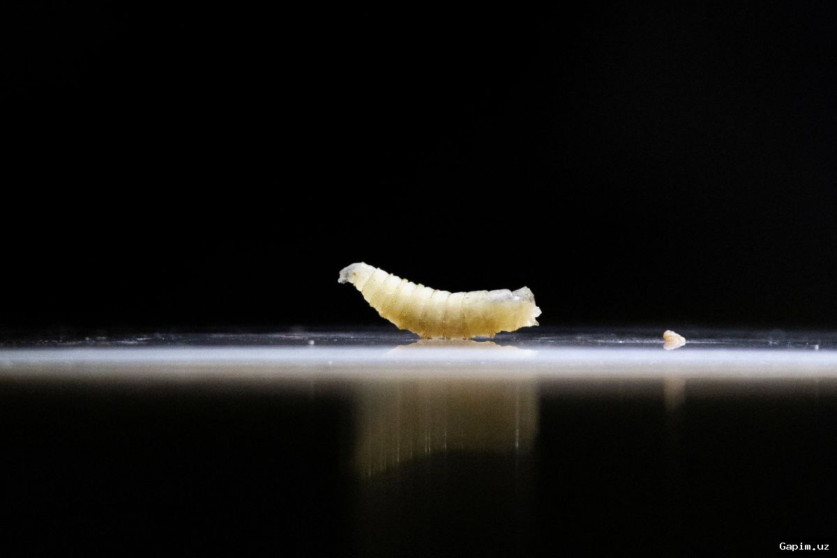 🐛🦟 Flesh-Eating Parasite Found in Texas Calf, First US Case in 60 Years