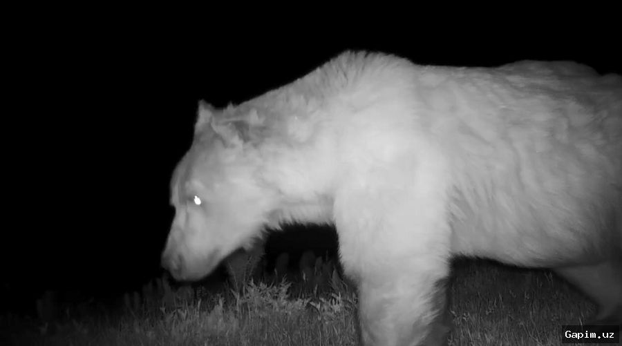 🐻📸 Тянь-шанский бурый медведь попал в фотоловушку: редкий вид зафиксирован в «Юкори Тупаланге»