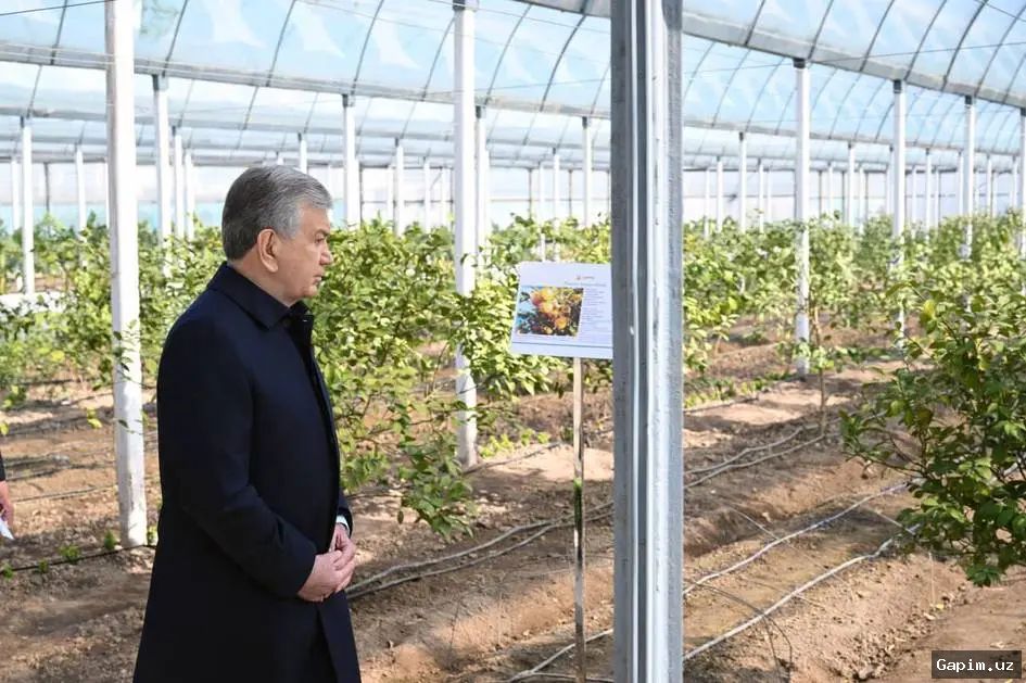 🌱 greenhouses 🏡 Oʻzbekistonda issiqxona xoʻjaliklari soliqdan ozod etilib, subsidiyalar bilan taʼminlanmoqda