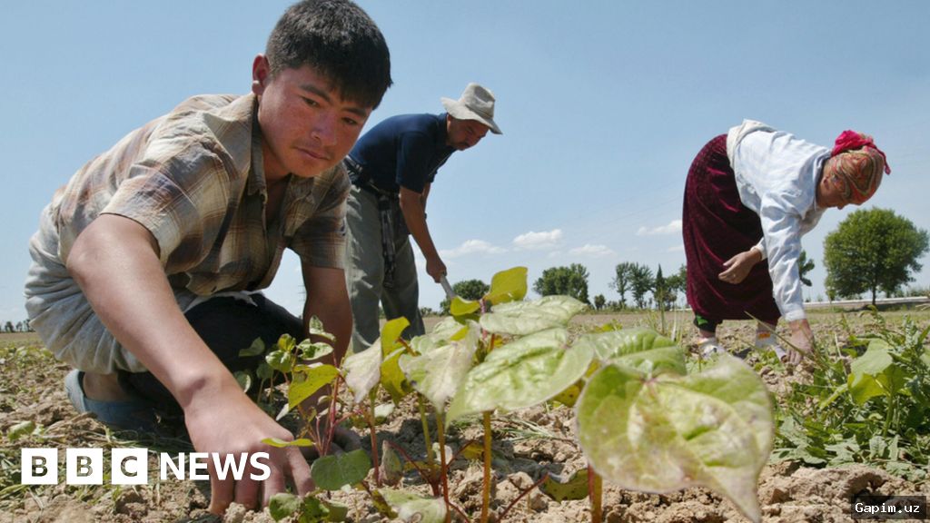 🌾📈 Uzbekistan Achieves Record Cotton Harvest: Outcomes of Agricultural Reforms and Modernization