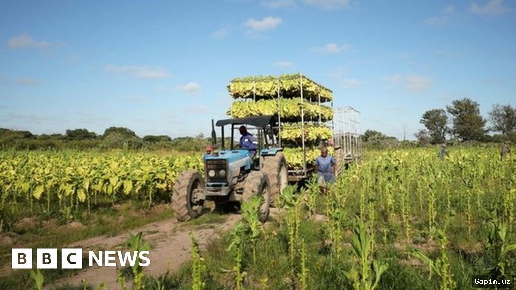 🌍🏞️ Zimbabve yer islohoti: 20 yildan so‘ng fermalar yana egasini almashtirmoqda