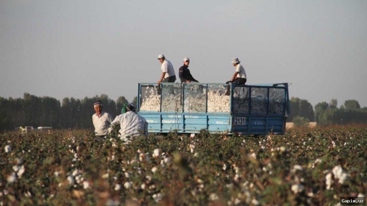 🌾👨‍🌾 O‘zbekistonda paxta terimi boshlanmoqda: Qishloq xo‘jaligi vazirligi ishchilar uchun shart-sharoitlarni yaxshilashni e’lon qildi