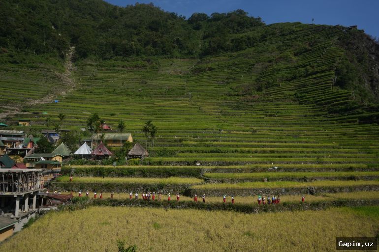 🌾🏞️ Ifugao sholi terrasalari: iqlim o‘zgarishi va milliy merosga tahdid